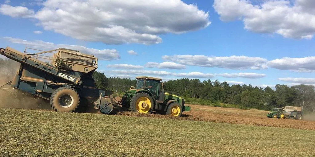 Mikä on juurikkaan juuri?