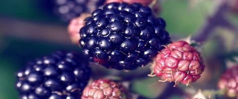 BlackBerryn edut